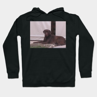 Labrador Retriever Chocolate laying Hoodie